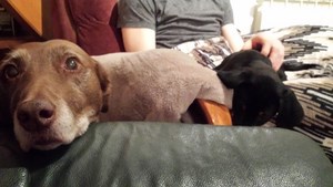 pension canine chien Doubs