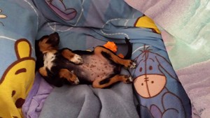 pension familiale pour chien Jura