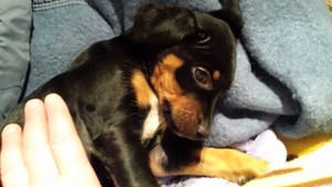 pension canine chien Doubs