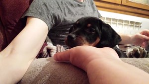 pension familiale pour chien Jura