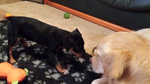 garde chien dans le Doubs près de Besancon