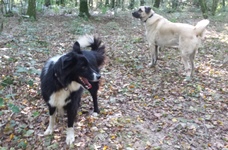border collie en pension