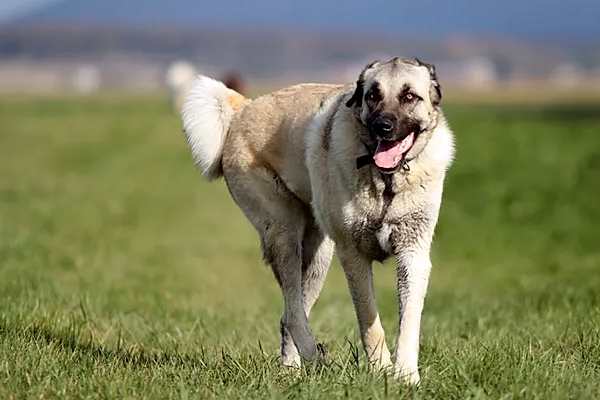 pension canine chien Doubs