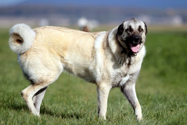 garde chien dans le Doubs près de Besancon
