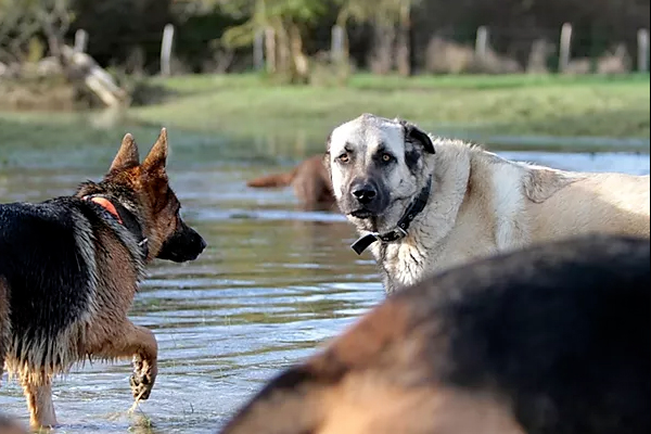 pension familiale pour chien Jura
