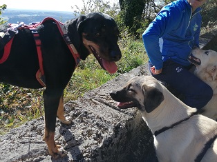 pension canine chien Doubs