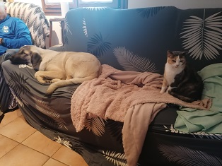 pension familiale pour chien Jura