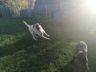 garde chien dans le Doubs près de Besancon