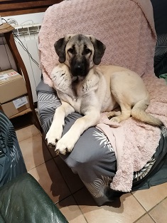 pension canine chien Doubs