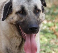 pension canine chien Doubs