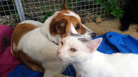 pension pour chat et chien Besançon