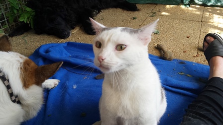 pension canine chat Jura et Doubs