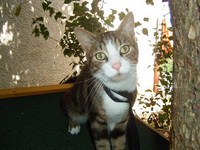 pension familiale pour chat Jura