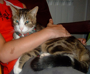 pension pour chat dans le Jura