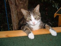 garde chat dans le Doubs près de Besancon