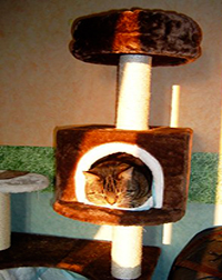 pension canine petit chat Jura