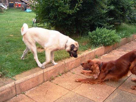 garde, chien, Doubs, Dole