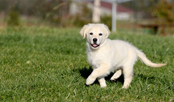 pension chien Doubsa