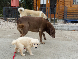 pension chien Doubsa