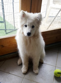 garde chien petit berger suisse pension chien jura