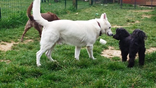 pension canine chien Doubs