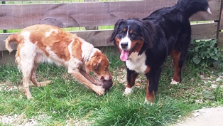 pension chien Dampierre