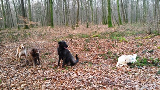 pension canine chien Saint vit