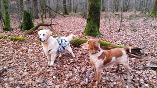 pension canine 39 et 25