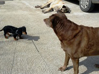 pension canine petit chien Doubs