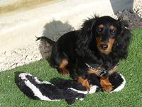 pension familiale pour petit chien Jura