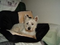 pension familiale pour petit chien Dole