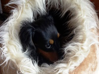 garde petit chien dans le Doubs près de Besancon