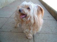 pension familiale pour le petit chien -25 - 39