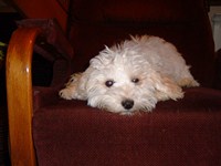 pension petit chien Jura