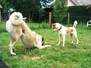 pension chien besancon