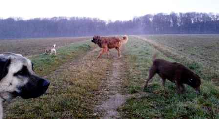 garde chien jura près de Saint Vit Doubs