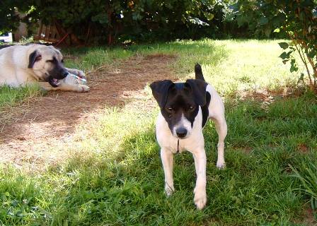 pensions, chiens, Doubs, Besançon