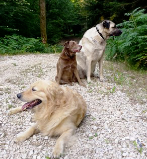 pension chien dans le Jura - 39 