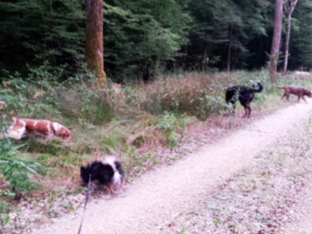 pension pour chien Jura - 39