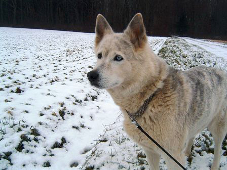 pension canine chien Doubs