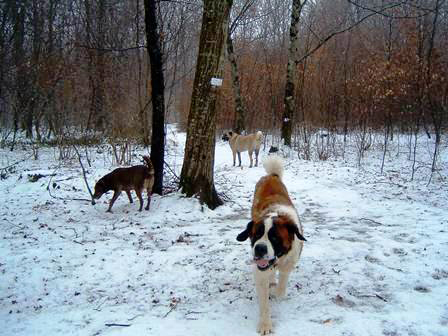 pension canine familiale pour chien Jura