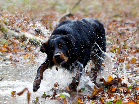 garde chien dans le Doubs près de Dole