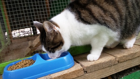 pension chats Dampierre