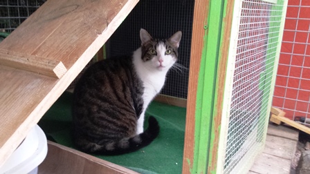 pension canine chat Orchamps