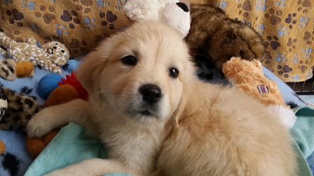 pension canine chien Doubs