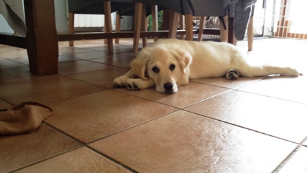 pension familiale pour chien Jura