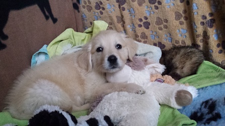 pension familiale pour chien Jura