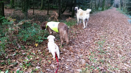 garde chien dans le Doubs près de Besancon