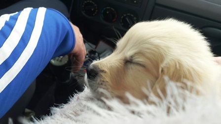 pension familiale pour chien Jura