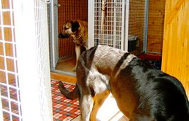 garde, chien,chalet en bois près de dole